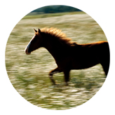 DAROUND 340 Gone Riding